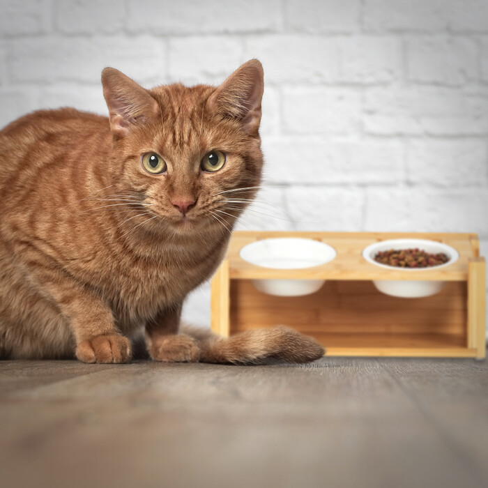 Relaxdays Höhenverstellbare Katzen Futterstation