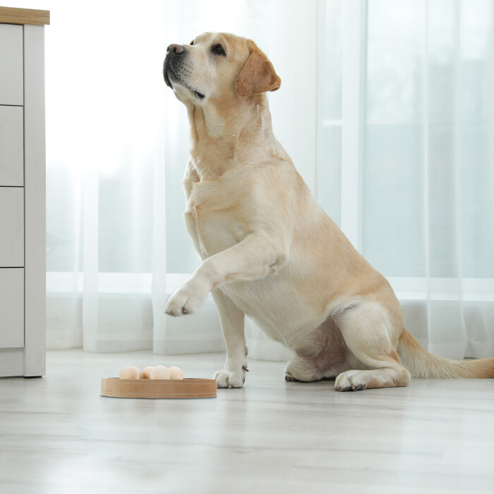 Relaxdays Intelligenzspielzeug für Hunde & Katzen