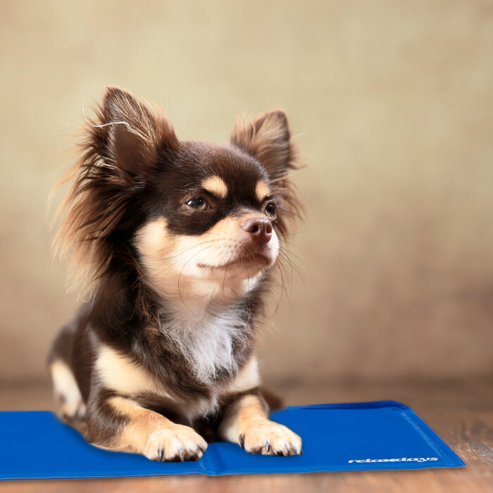 Relaxdays Blaue Kühlmatte für Hunde