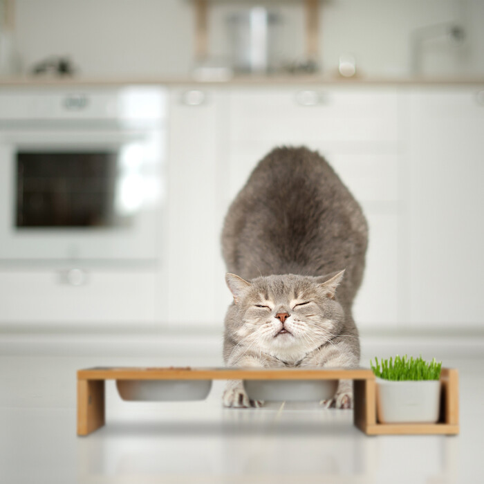 Relaxdays Katzen Futterstation & Katzengras Schale