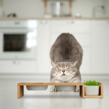 Relaxdays Katzen Futterstation & Katzengras Schale