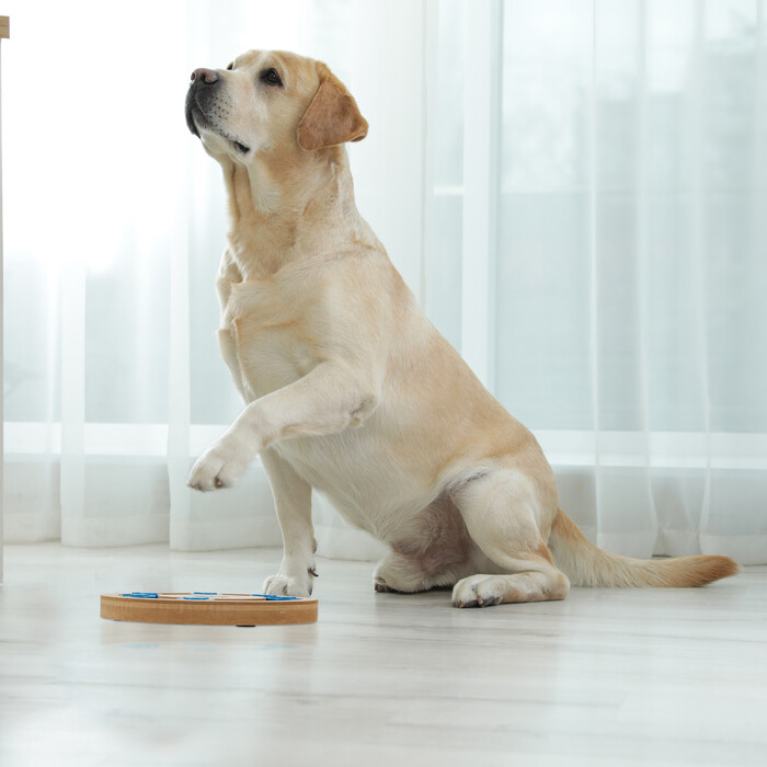 Relaxdays Intelligenzspielzeug für Hunde