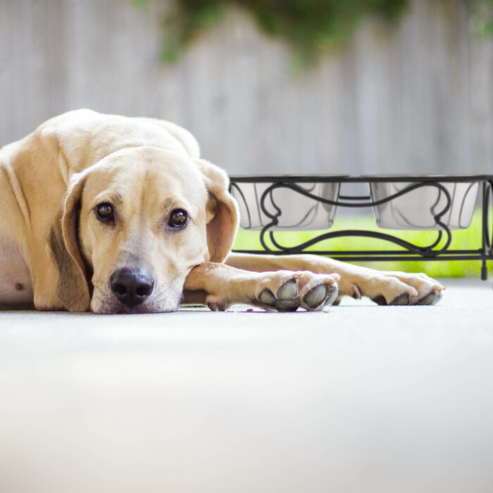 Relaxdays Hunde Napfset mit Halterung